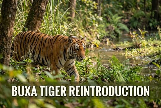 Buxa Tiger Reintroduction: Tigress T138 and Habitat Recovery in the Dooars