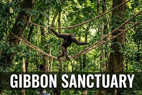Hollongapar Gibbon Sanctuary: Can Canopy Bridges Save India's Only Apes?